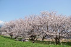 さくらさくらさくら