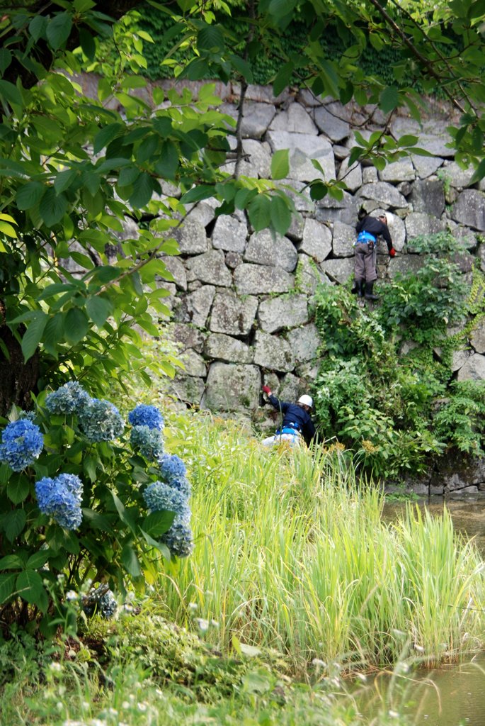 あじさいと作業員