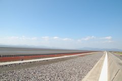 シチメンソウ２