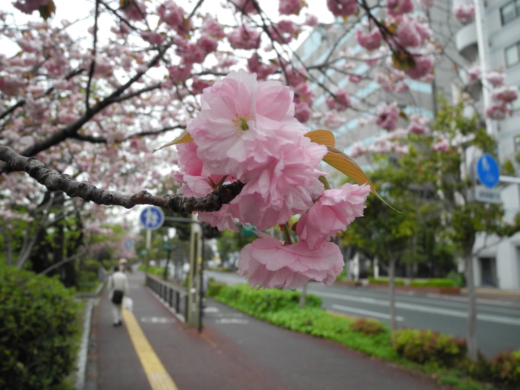関山