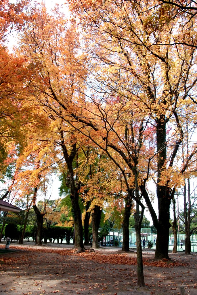 近くの公園にて
