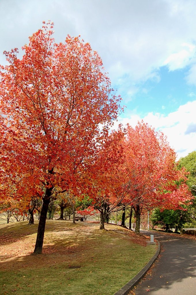 近くの公園にて