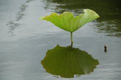 逆さ蓮の葉