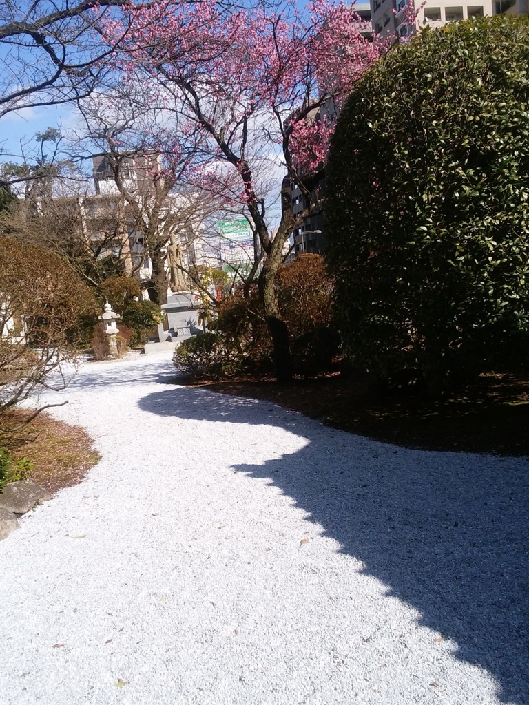 白い玉砂利と赤い梅