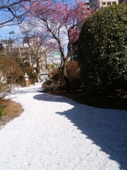 白い玉砂利と赤い梅