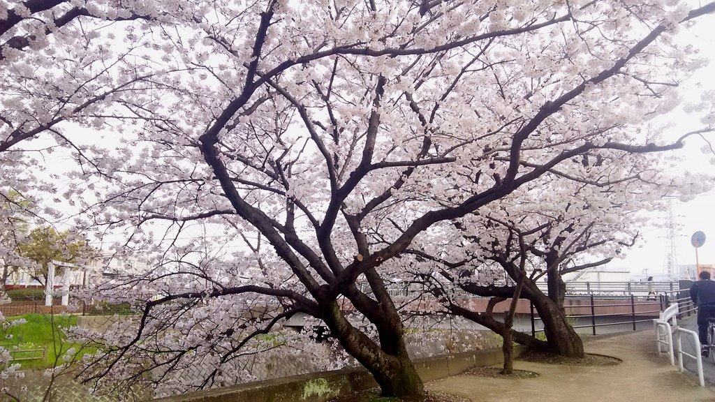 枝開く桜