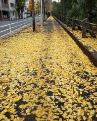 銀杏の落ち葉