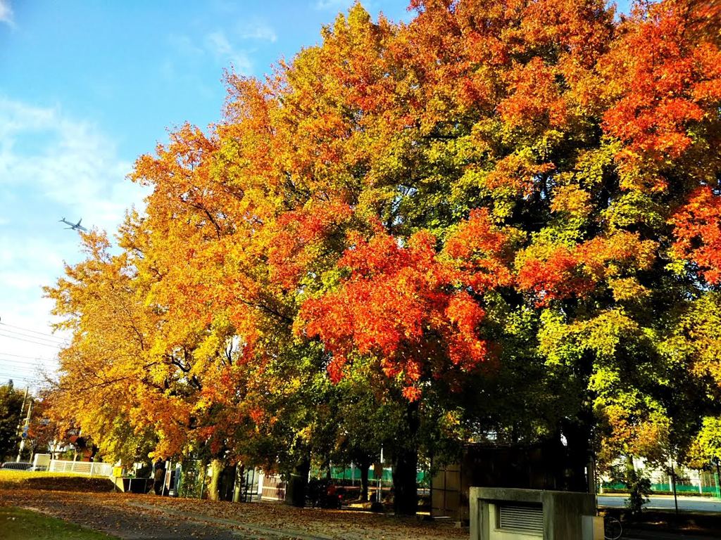 スマホの紅葉
