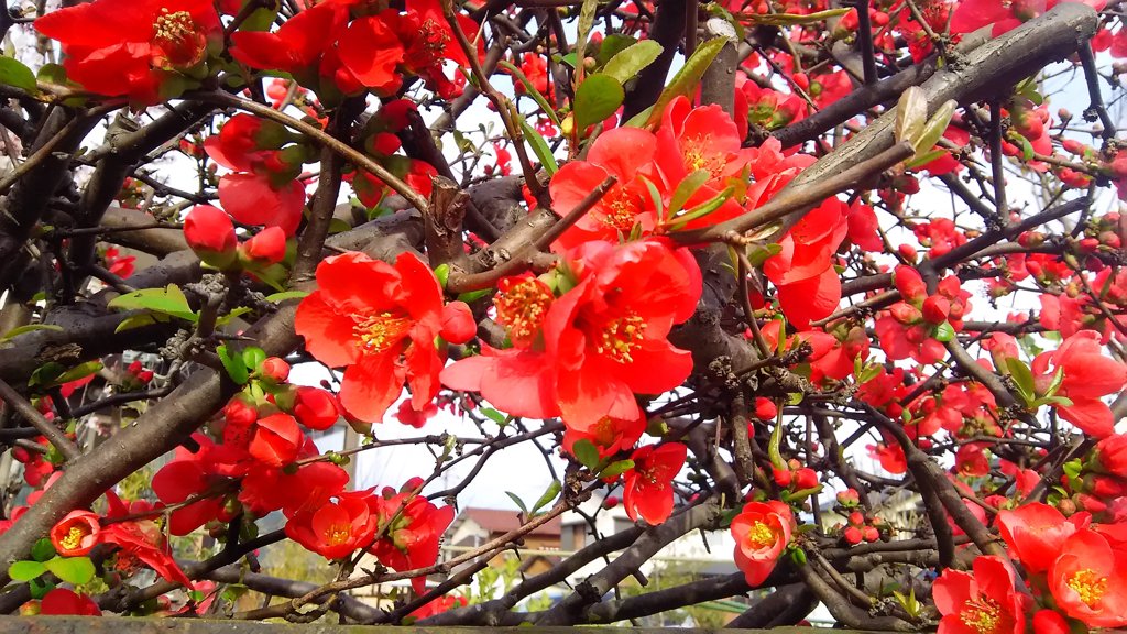 木瓜の花
