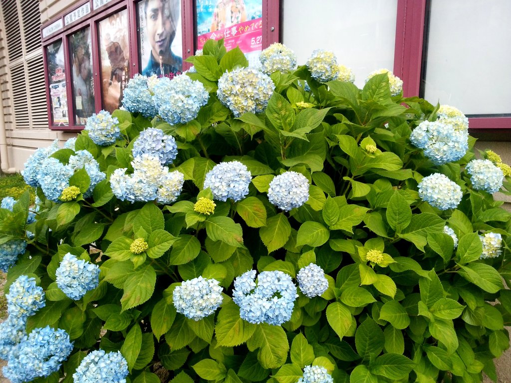 イオンのあじさい