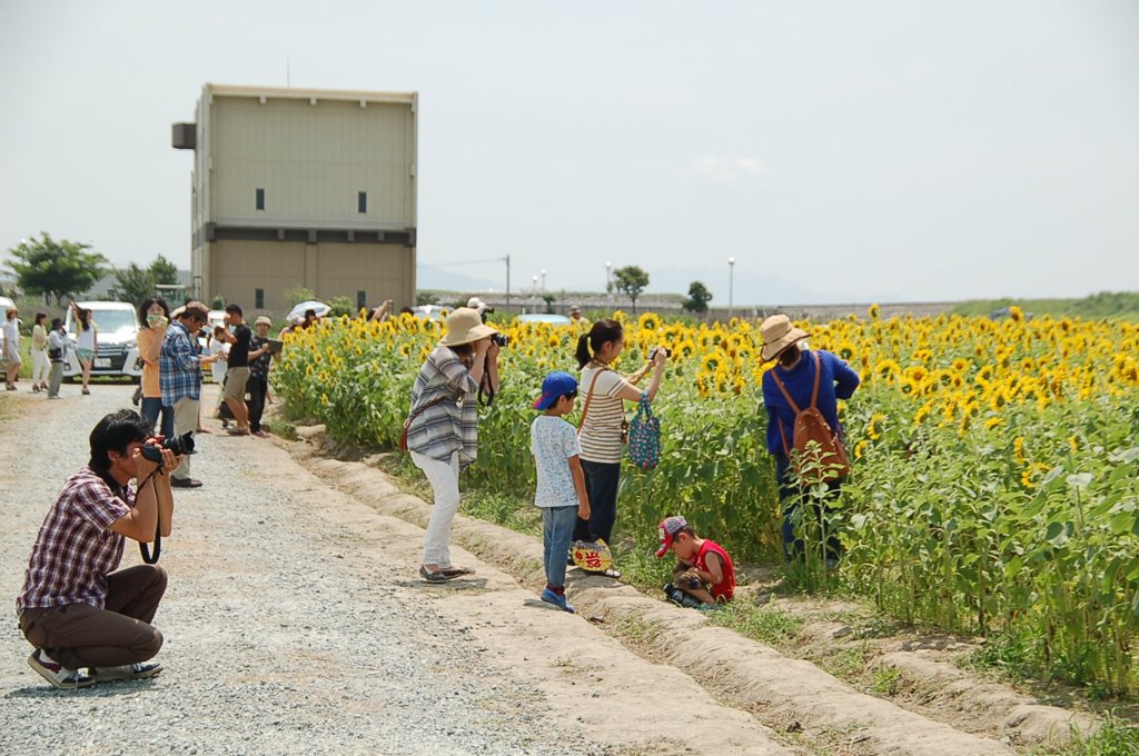 みんなひまわりを楽しんでます
