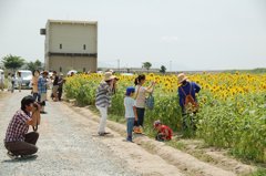 みんなひまわりを楽しんでます