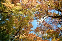 真上の紅葉