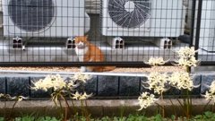 猫と彼岸花