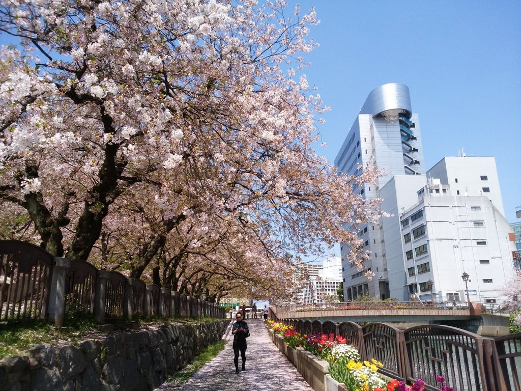 桜とチューリップ