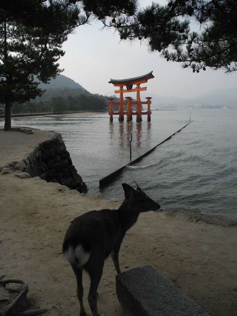 鳥居と鹿