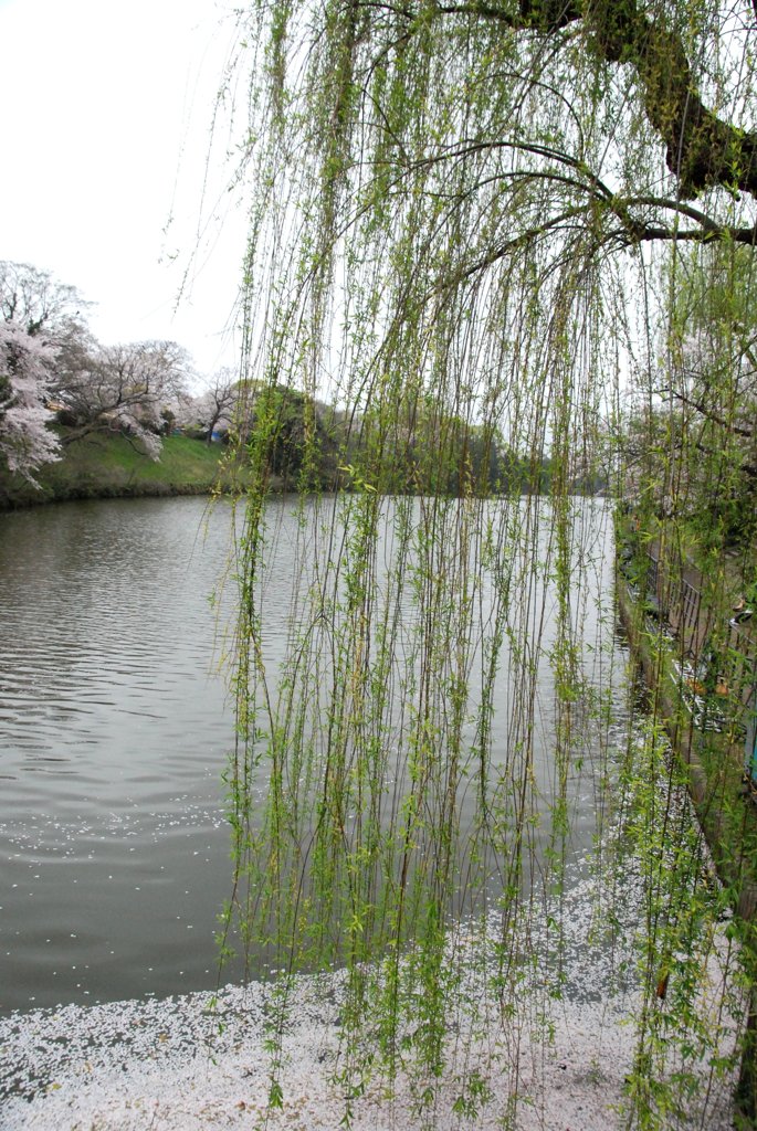新緑の柳と桜