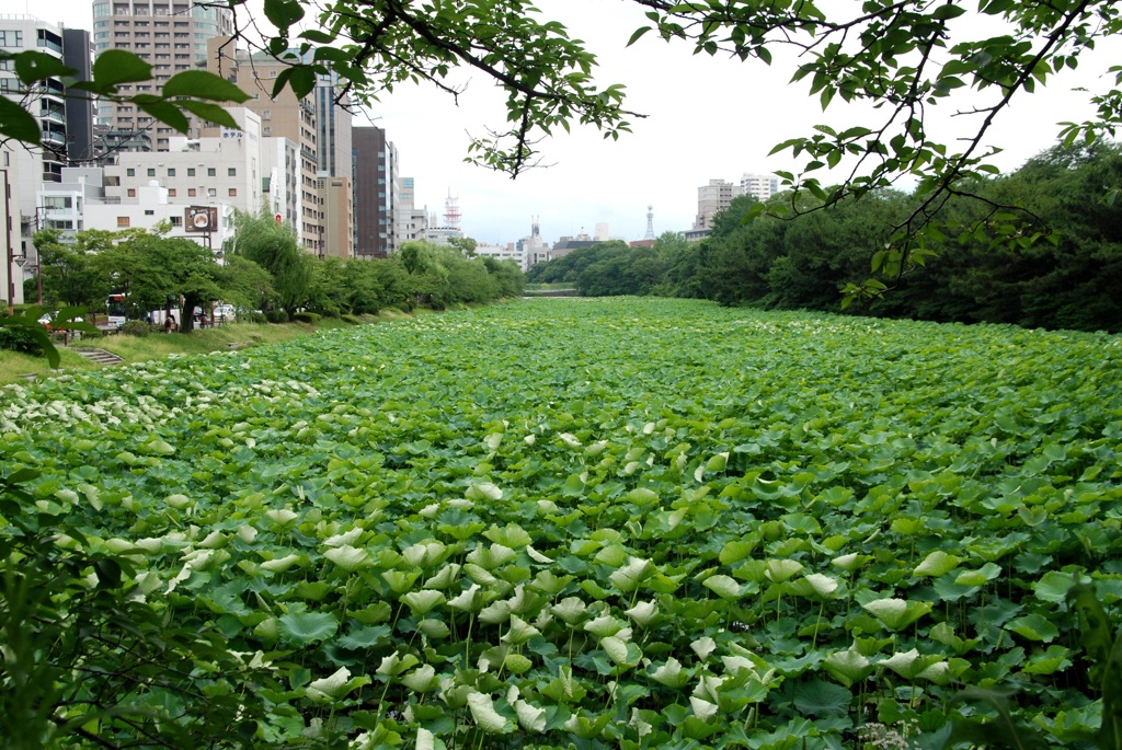 蓮だらけ