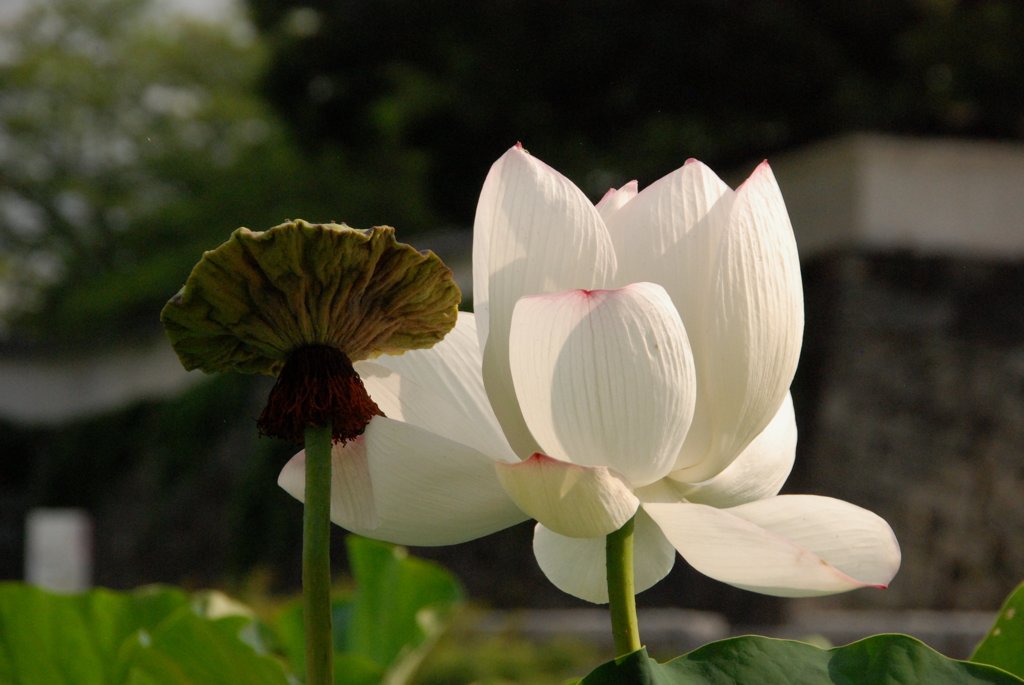蓮の花