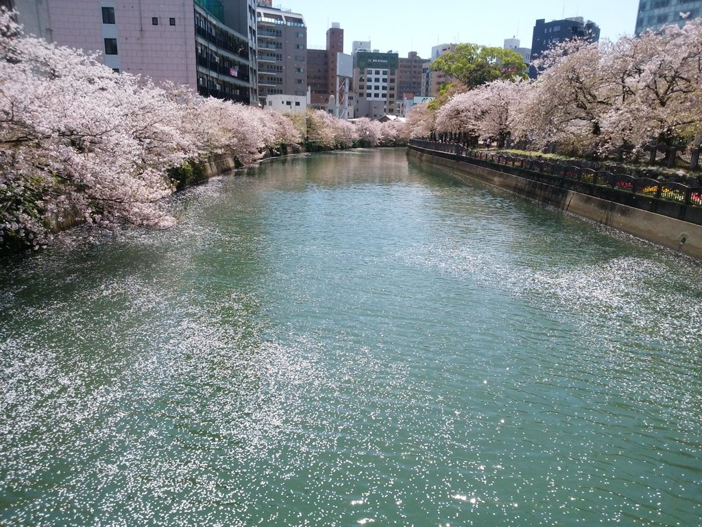 都市の桜