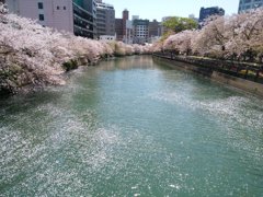 都市の桜