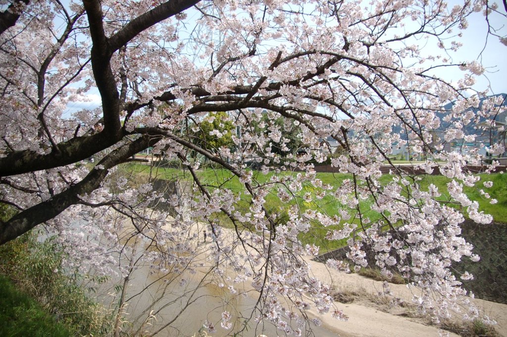 川岸の桜