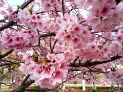 画面一杯河津桜