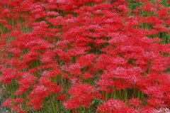 曼珠沙華