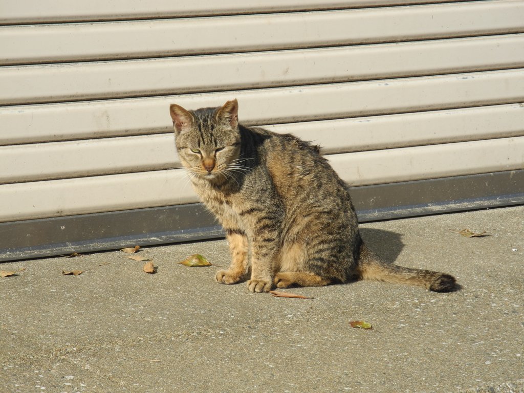 睨む猫