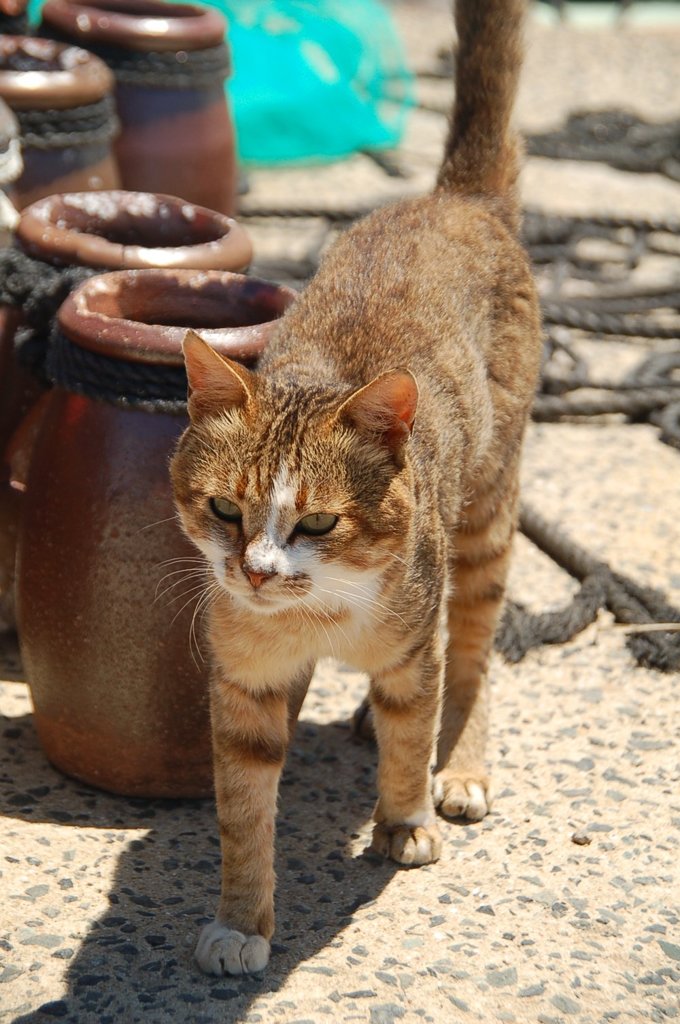 海辺の猫
