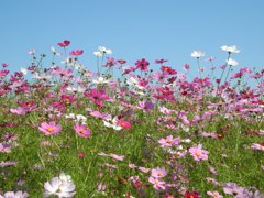 コスモス