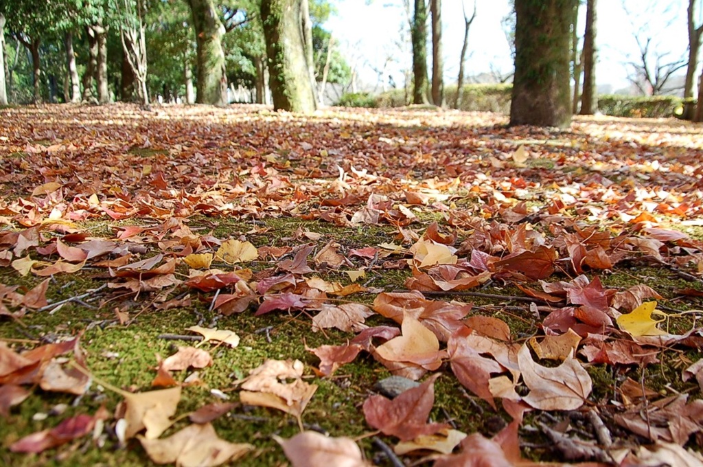 落ち葉