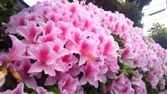 つつじ　スマホで