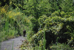 いのししに遭遇