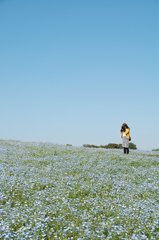 ネモフィラカメラマン