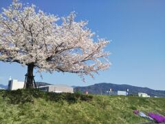 桜満開