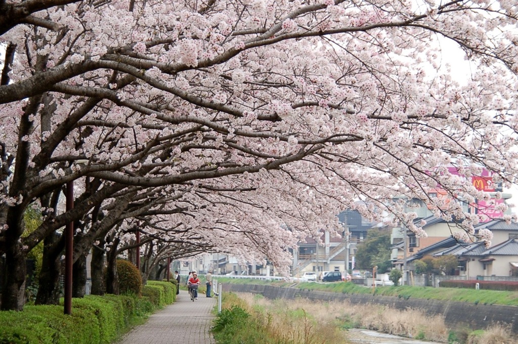 太宰府　御笠川沿い