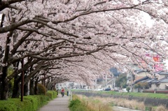 太宰府　御笠川沿い