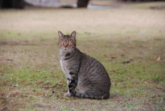 りりしい猫ちゃん