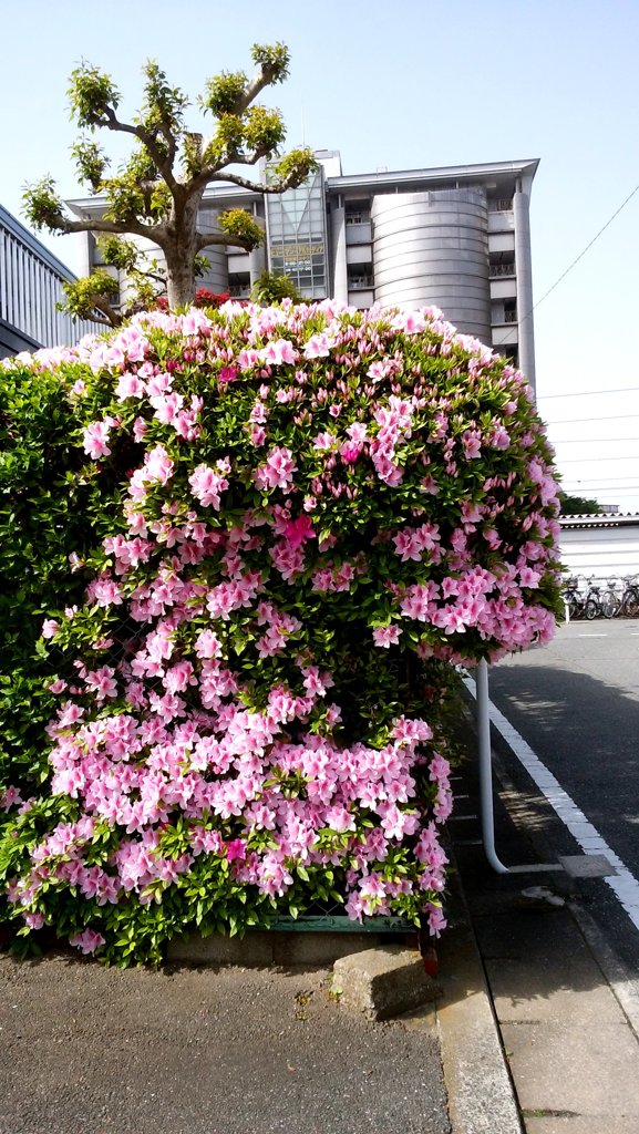 つつじ　満開に近い