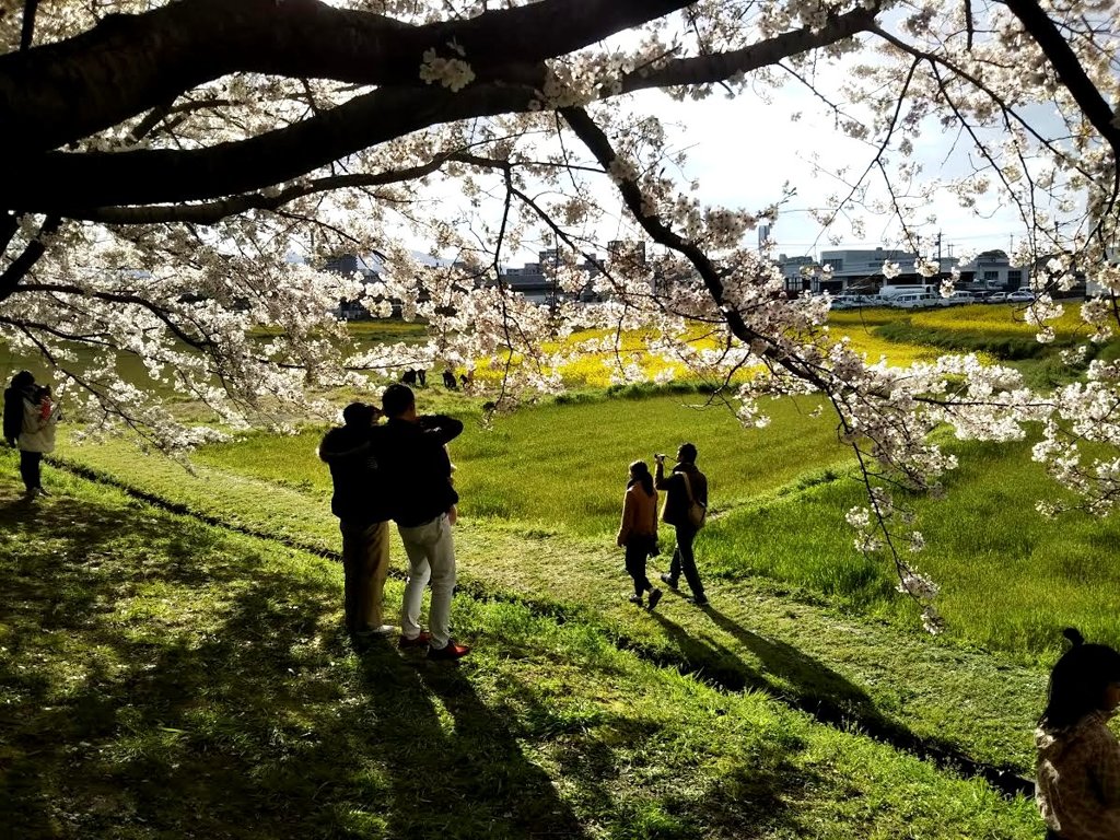 桜と菜の花