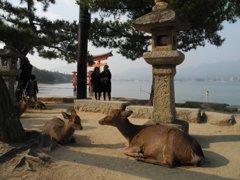 宮島の鹿