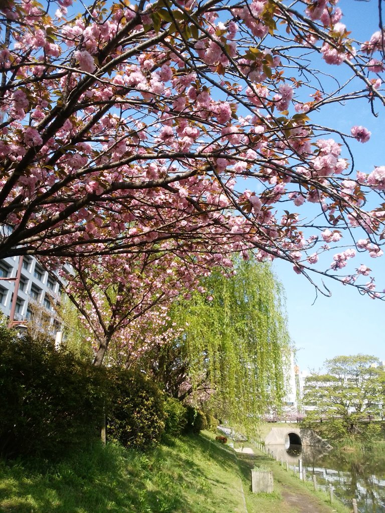 八重桜と新芽の柳