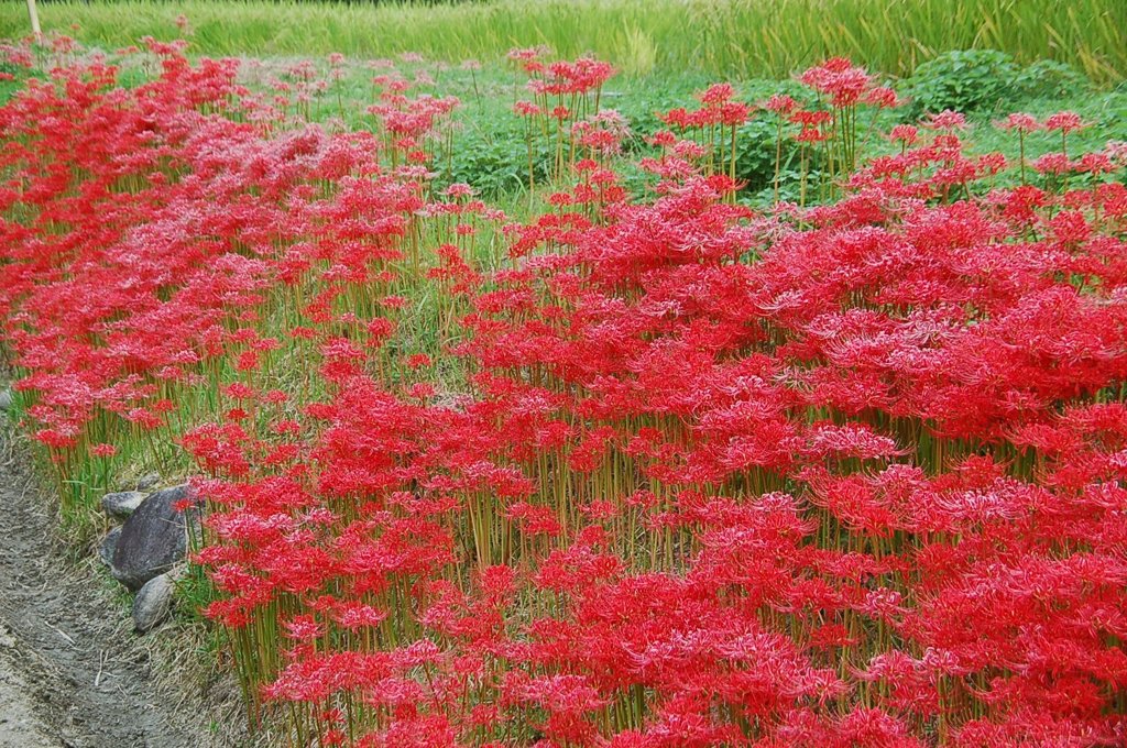 彼岸花