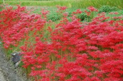 彼岸花