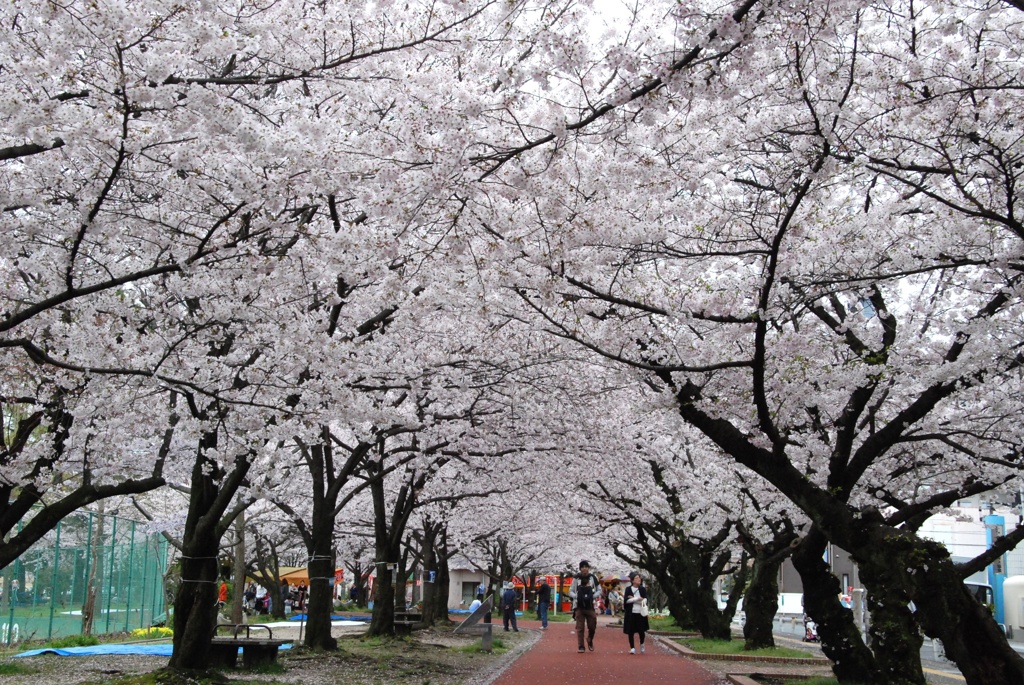 桜トンネル