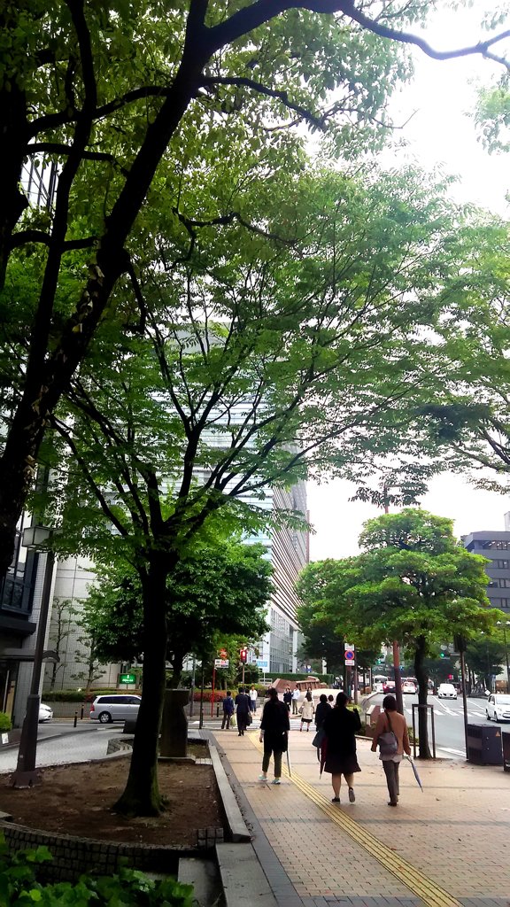 街路樹