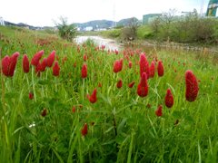 ストロベリーキャンドル