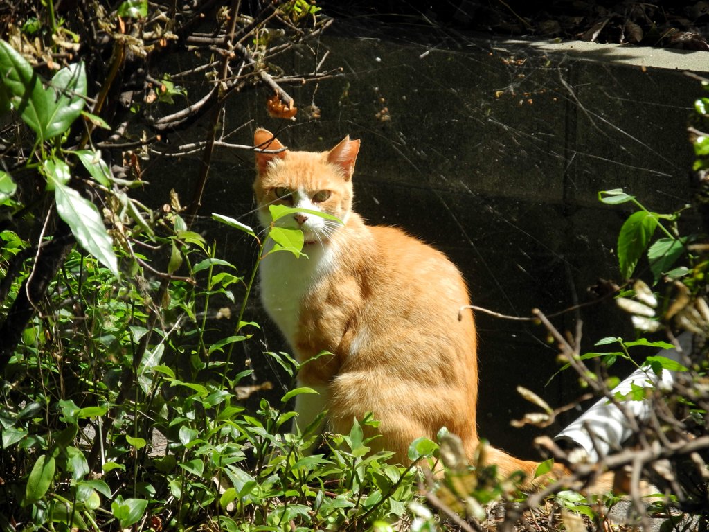 私を見つめています