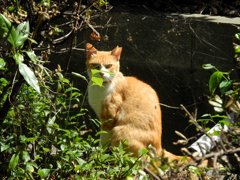 私を見つめています